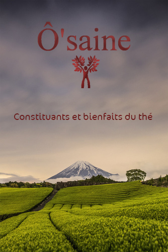 Constituants et bienfaits du thé