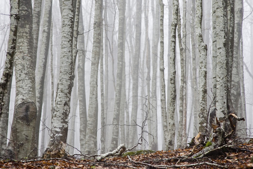 Foret de bouleau