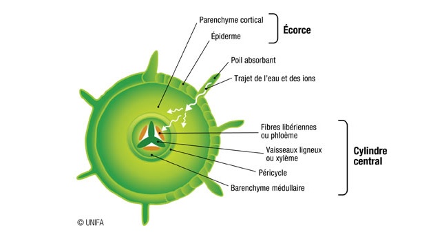 racine seve de bouleau